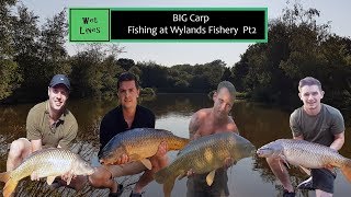 Big Carp Fishing At Wylands Fishery New Speci Lake Pt2 [upl. by Arval]