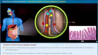 Function of villi in Human Digestive system Class 10 Biology [upl. by Irv763]