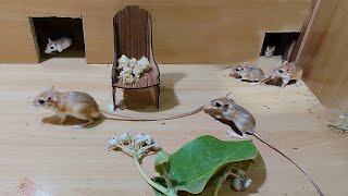 Cat Tv  Mice Games for Cats To Enjoy  10 Hours Mice Fun Video For Cats [upl. by Memberg]