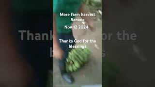 Farm harvest banana farming banana [upl. by Atnuahs821]