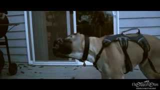 Bruce the Mastiff clip from Sit Stay Ride movie [upl. by Brasca639]