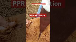 PPR Vaccination sheep goat vaccination subcutaneous veterinary vet [upl. by Laise605]