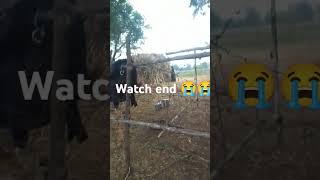 vloger daku cow newsong funny funny [upl. by Tnomel68]