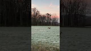 Nice West Virginia 8 Point deerwatching wildlife deersighting westvirginia nature [upl. by Issor]