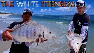 Fishing For White SteenbrasCaught 2 Legal Sizes in 1 Day with Freshly Pumped Prawn [upl. by Apostles]