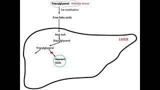 Fatty liver II Lipotropic factors [upl. by Llenehs]