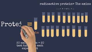 Nirenberg and Matthaei’s and Nirenberg and Leder’s Experiments [upl. by Sebastiano]