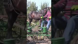 More footage from the North Dakota Draft Horse Association Field Day 2020 [upl. by Dale]