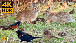 Cat TV for Cats to Watch 😺 Cute Bunnies Spring Birds Squirrels 🐿 8 Hours 4K HDR 60FPS [upl. by Nhguavoj]