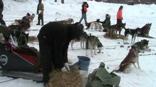 100 Mile Wilderness Dog Sled Race [upl. by Rahr]