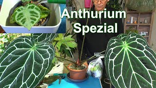 Anthurium Spezial Alles was Du wissen kannst über diese Pflanzenart mit neuem Experiment [upl. by Ennis]