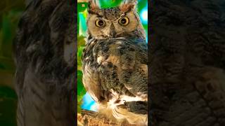 Great horned owl sound 🧡 South American great horned owlBird [upl. by Dugald]