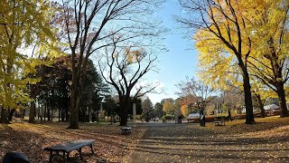 三鷹～多摩湖サイクリングロード・小金井公園～吉祥寺 2023 12 07 [upl. by Cecilius457]