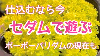 『多肉植物』『ガーデニング』220 セダムを主役に‼️仕込むなら今‼️増え過ぎて困った、パリダムの今も‼️ [upl. by Sakmar477]