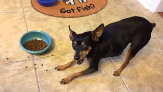 How a miniature pinscher eats [upl. by Doloritas]