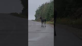 Young Bull Moose running accross the road Drive cautiously ⚠️ [upl. by Akerdnahs]