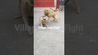 Village Dog Fight shorts shortsfeed doglover dogfights pets [upl. by Rasla]