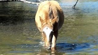 Wild Horse Wonder  horse wildlife cute [upl. by Nikolia]