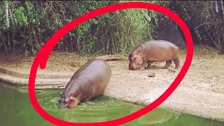 Hippopotamus pair bathing  rare video [upl. by Algar187]