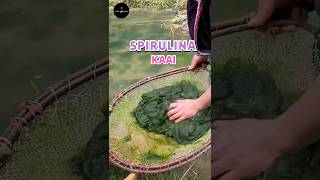 Spirulina Superfood science sciencefacts [upl. by Norvell]