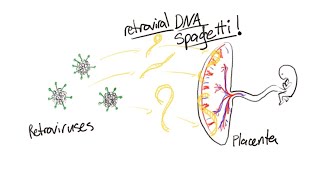 How The Mammal Got Its Placenta [upl. by Retsel]