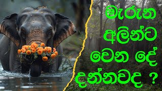 මැරුන අලින්ට වෙන දේ දන්නවද  YAKA TUBE  යකා Tube [upl. by Ayotahs]