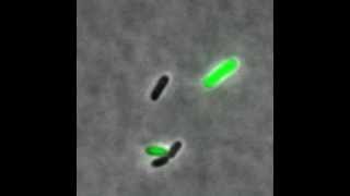 Phage lambda  showing lytic and lysogenic pathways [upl. by Eiliab]