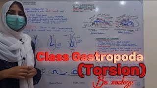 Class Gastropoda  Torsion  Advantages of Torsion  Phylum Mollusca  Bs Zoology MillerampHarley [upl. by Sherrill]