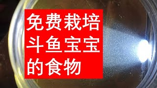 繁殖斗鱼宝宝食物 滴虫 infusoria （打架鱼之后大了可以喂草履虫、丰年虾、水蚯蚓，水跳蚤） [upl. by Downs]