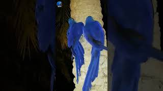 Hyacinth macaw  هايسنث مكاو [upl. by Nari]