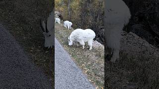 Black Hills day trip blackhills mountaingoats spearfishcanyon [upl. by Reivaxe]