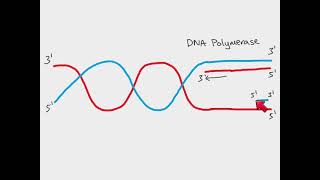 AS Biology  DNA replication [upl. by Analim]