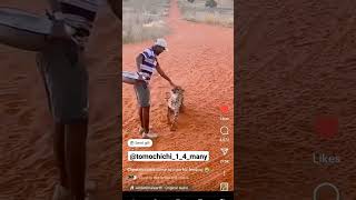 A Cheetah almost attacked a Man while Hunting cheetah wildlife wildanimals lion gamepack [upl. by Garaway378]