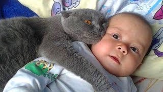 Gatos Protegiendo Bebés Los Gatos Aman a los Bebés 😺👶 [upl. by Berey]