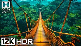 The ULTIMATE 12K HDR 120FPS Dolby Vision Footage Youll Ever See BGM [upl. by Girardo]