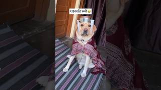 Shahenshah rubi 😂  labra rubi  youtubeshorts shorts labrador dog funny memes viralshorts [upl. by Aelaza180]