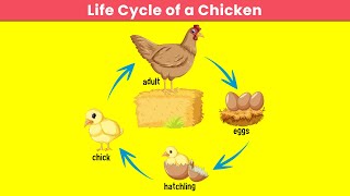 Life Cycle of a Chicken  Science for Children  Cute Owl Edu  yashpatwardhan [upl. by Linet]