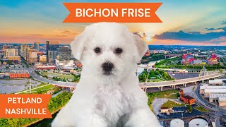 Bichon Frise Breed Highlights [upl. by Parsifal]