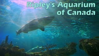 Ripleys Aquarium of Canada Full Tour [upl. by Charlotte]