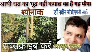 Medicinal importance of Shyonak Tree  Oroxylum Indicum Indian Trumpet [upl. by Jedediah413]