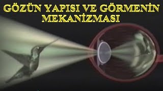 GÖRME OLAYI NASIL GERÇEKLEŞİYOR [upl. by Arrimat]