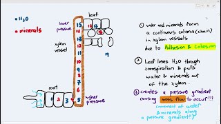 77 Transport of Water amp Minerals up the Xylem Vessels Cambridge AS A Level Biology 9700 [upl. by Gaal]