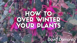 How to over winter your plants that are in pots and containers  David Domoney [upl. by Rodrique353]