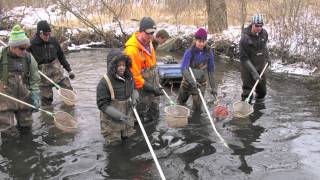 In the Field with Zoology 511 The Ecology of Fishes [upl. by Ayisan206]