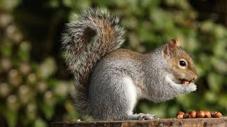 Joyful Squirrels Playing and Munching 🐿️🍂 WildlifeFun SquirrelJoySquirrelsafari89 [upl. by Domela158]