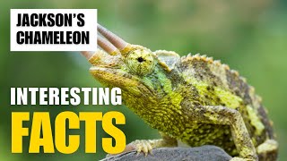 Exploring the Fascinating World of Jackson’s Chameleon  Interesting Facts  The Beast World [upl. by Nazus]