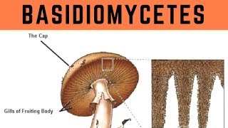 Basidiomycetes  Biological Classification  Vinay Biology [upl. by Sherurd620]