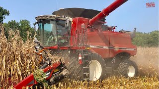 CASE IH 6150 AxialFlow Combine Harvesting Corn [upl. by Duff627]