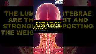 Lumbar Vertebrae The Backbones Powerhouse Supporting Upper Body Weight 💪 LumbarVertebrae [upl. by Attelocin]