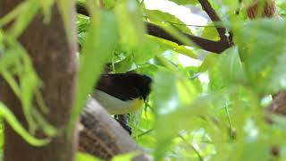 Sound Of Purple Rumped Sunbird  Natural Sounds [upl. by Ecirtaemed137]